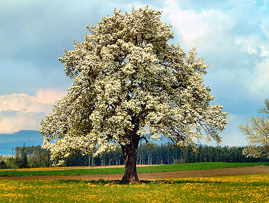 Apfelbaum