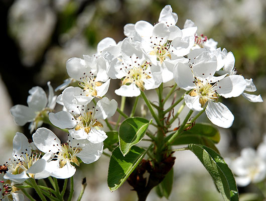 Birnenbaum